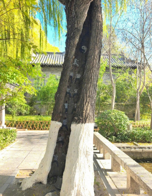 藏在树里面的武功秘籍！