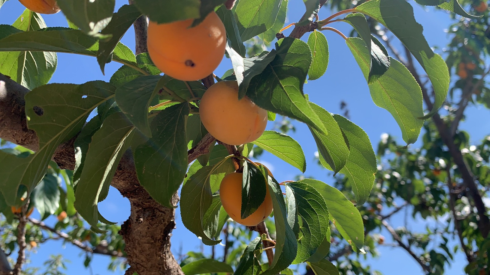 黄河九曲蜿蜒处的盛夏果实
