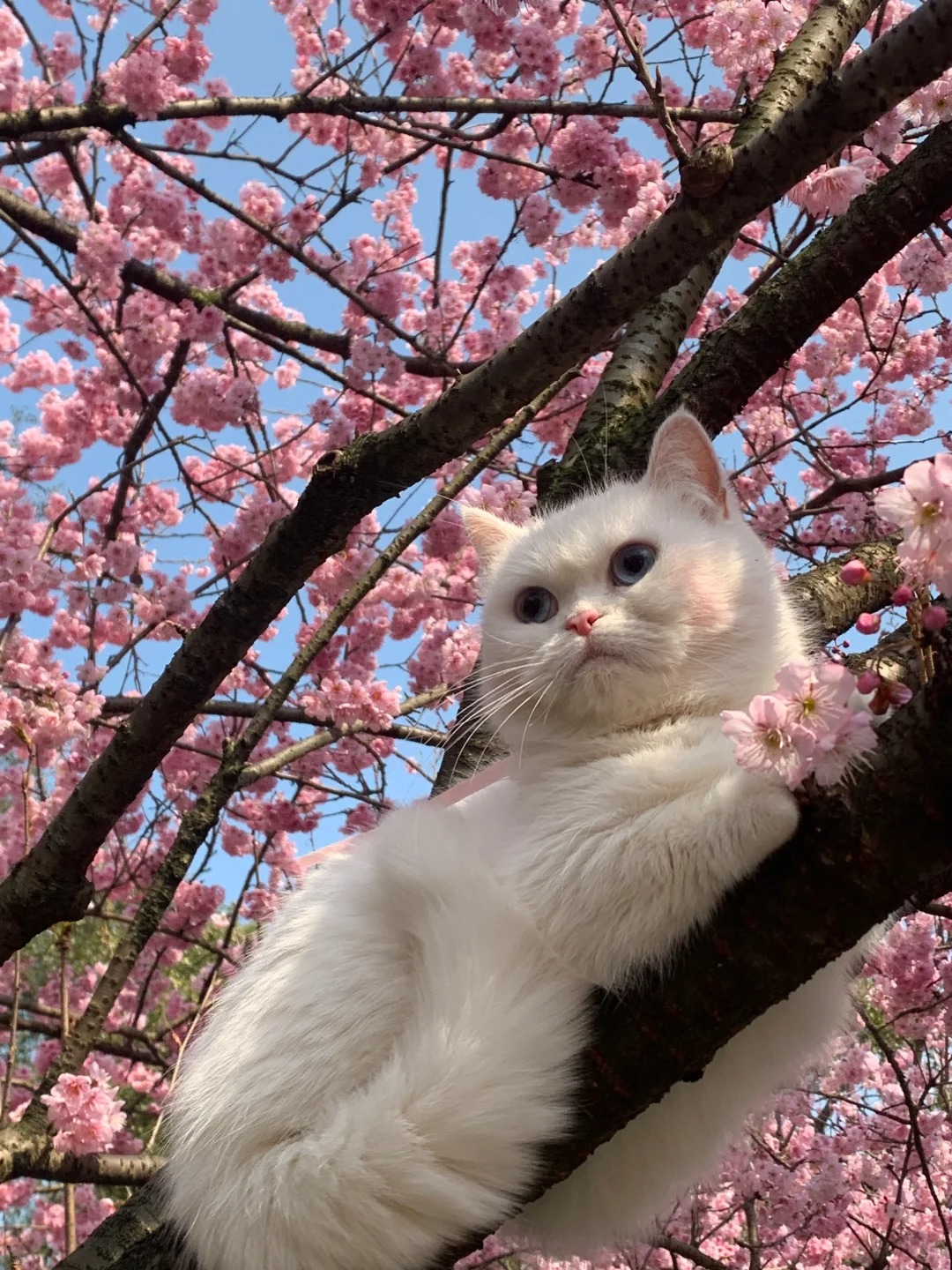 猫猫我也要赏春天！！
去给模特拍照时遇见的小猫咪～
脸上还打了腮红  超级可爱！