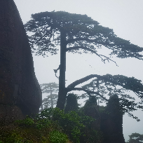 阿纹体育
