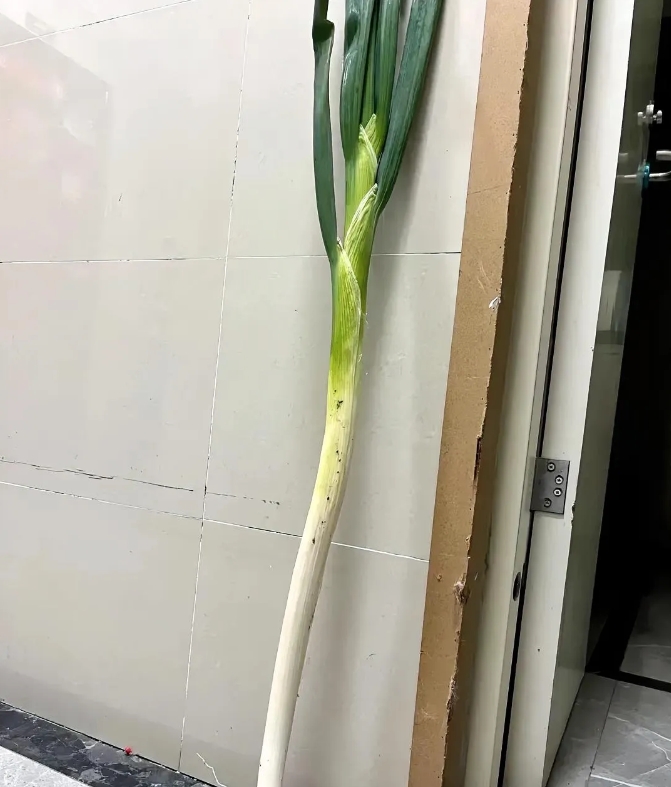 哎呀妈呀，咋把一颗大葱放门口，不嫌味大吗？

昨天去朋友家，人家门口竟然立颗大葱