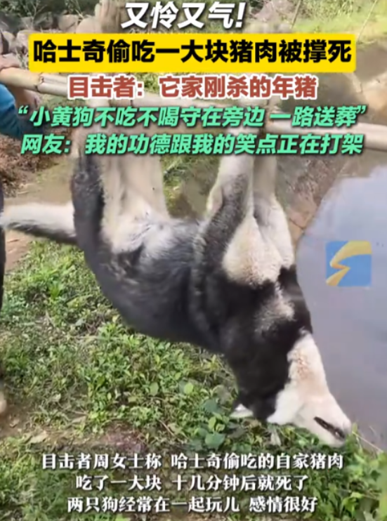 既可怜又好笑！四川，农户家里杀年猪，二哈趁主人不注意偷吃一大块肥肉！不料10多分