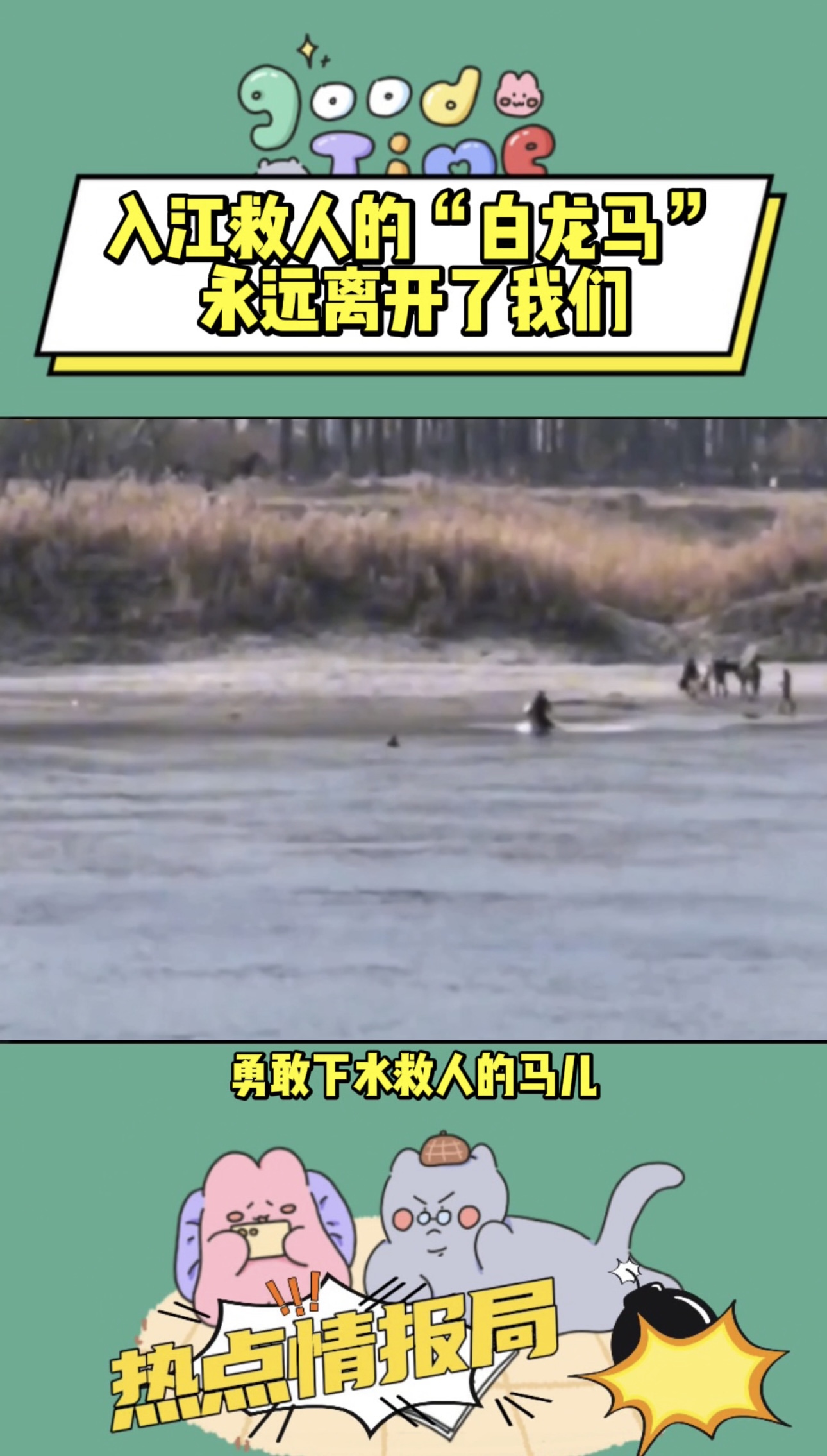 入江救人的“白龙马”永远离开了我们