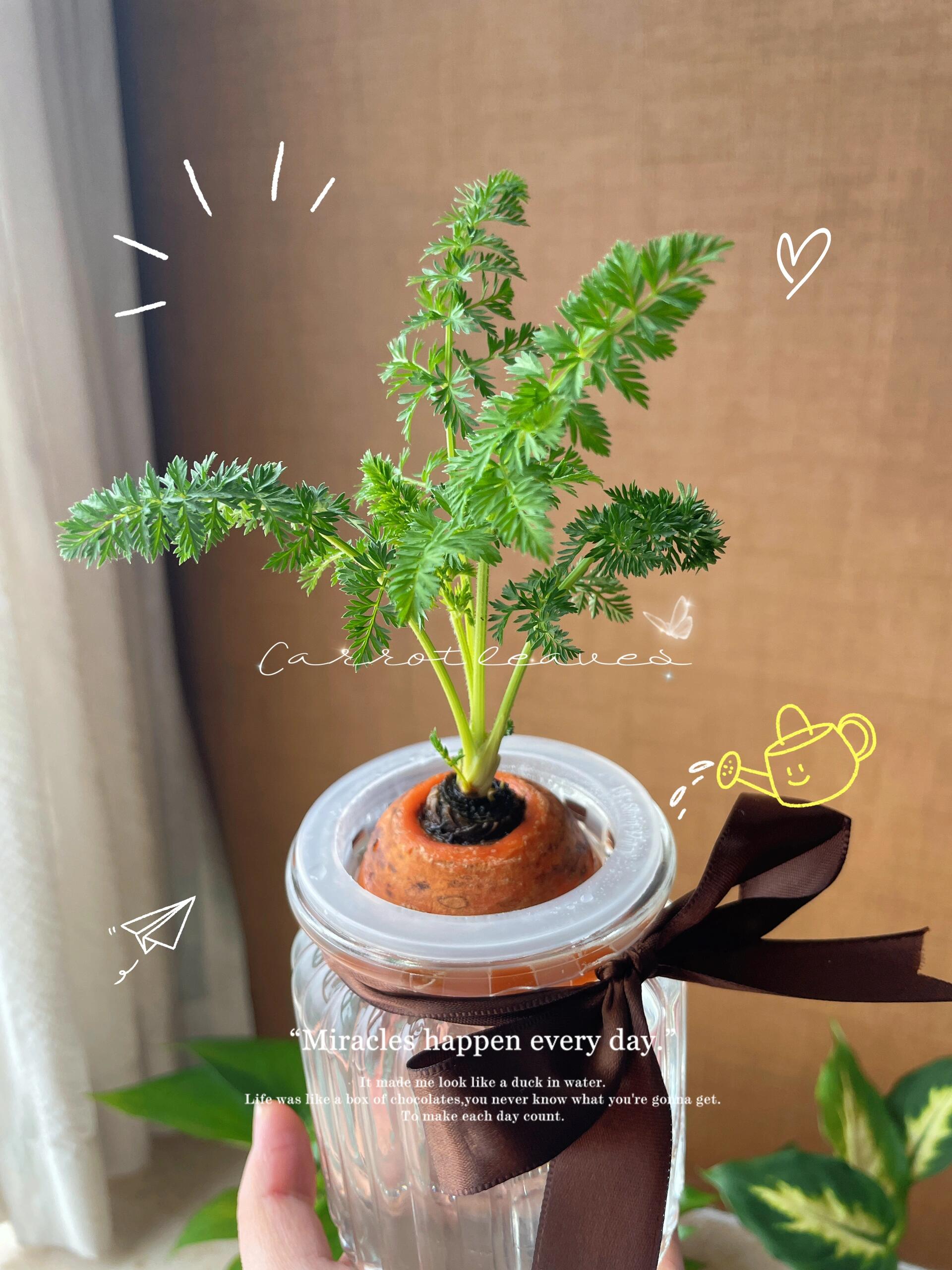 水培萝卜小记🌱