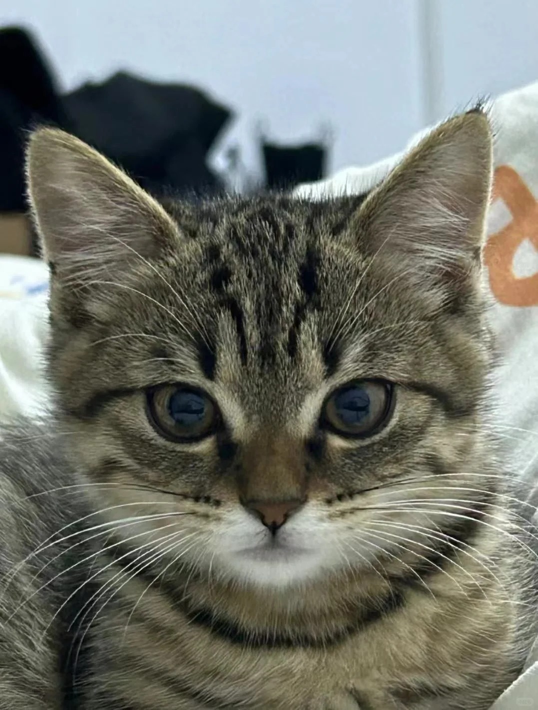 婚礼急需狸花猫正脸
婚礼急需狸花猫正脸
收集大家的猫猫头