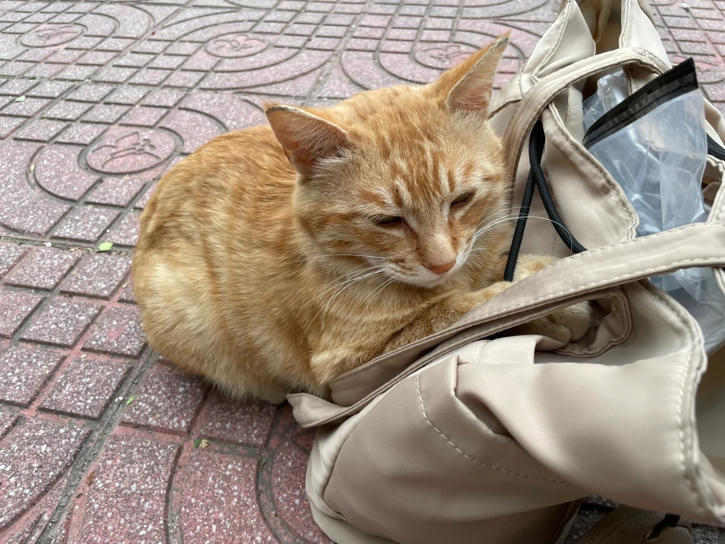 今天有点冷，趴姐姐包上取暖
橘桑亲选的麻袋，搜得斯。