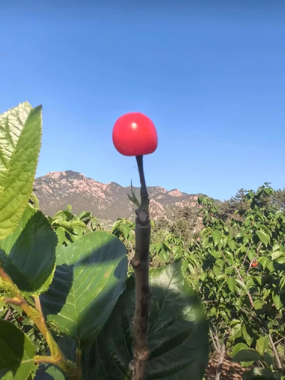 所谓的学霸，不过就是在幼儿园的时候掌握了一年级的知识，低年级的时候掌握了高年级的