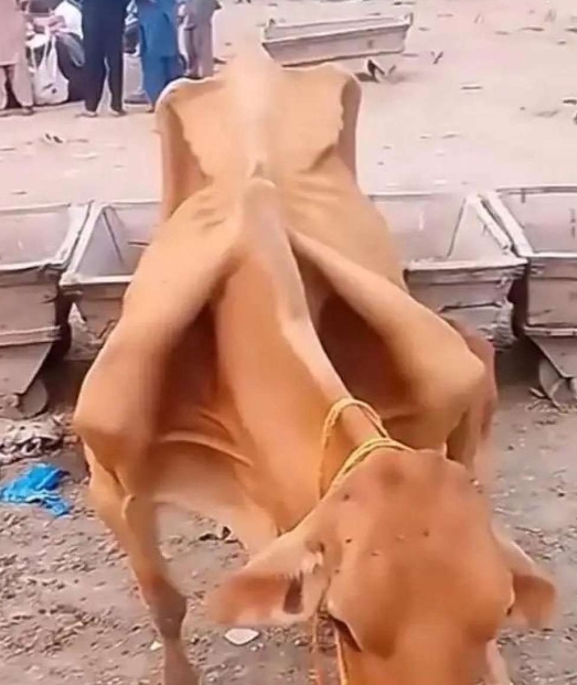 这个牛是犯了天条了吗？饿成这样了