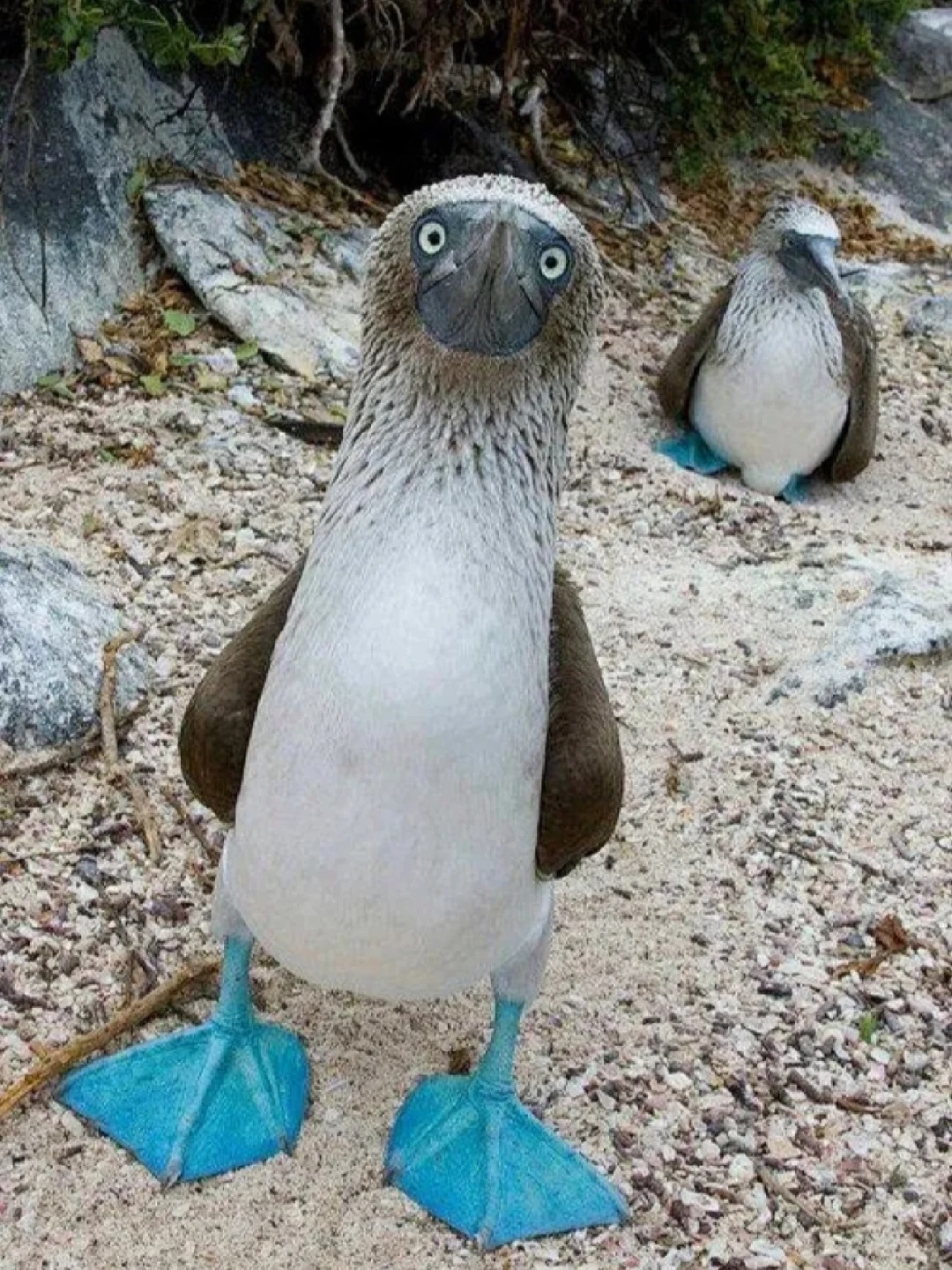 每天看看小动物👀蓝脚鲣鸟
🐦蓝脚鲣鸟是鹈形目鲣鸟科鲣鸟属鸟类，又叫结巴鸟。
