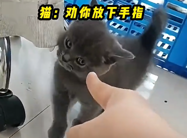 那些脾气暴躁的猫