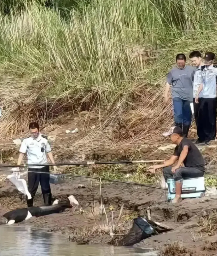 这是钓鱼佬继日常喂鱼之后的又一大功劳！
