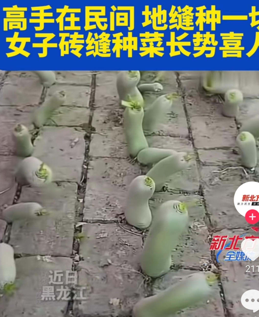  砖缝里种白菜连种三年都丰收，大爷大妈还有什么隐藏技能？