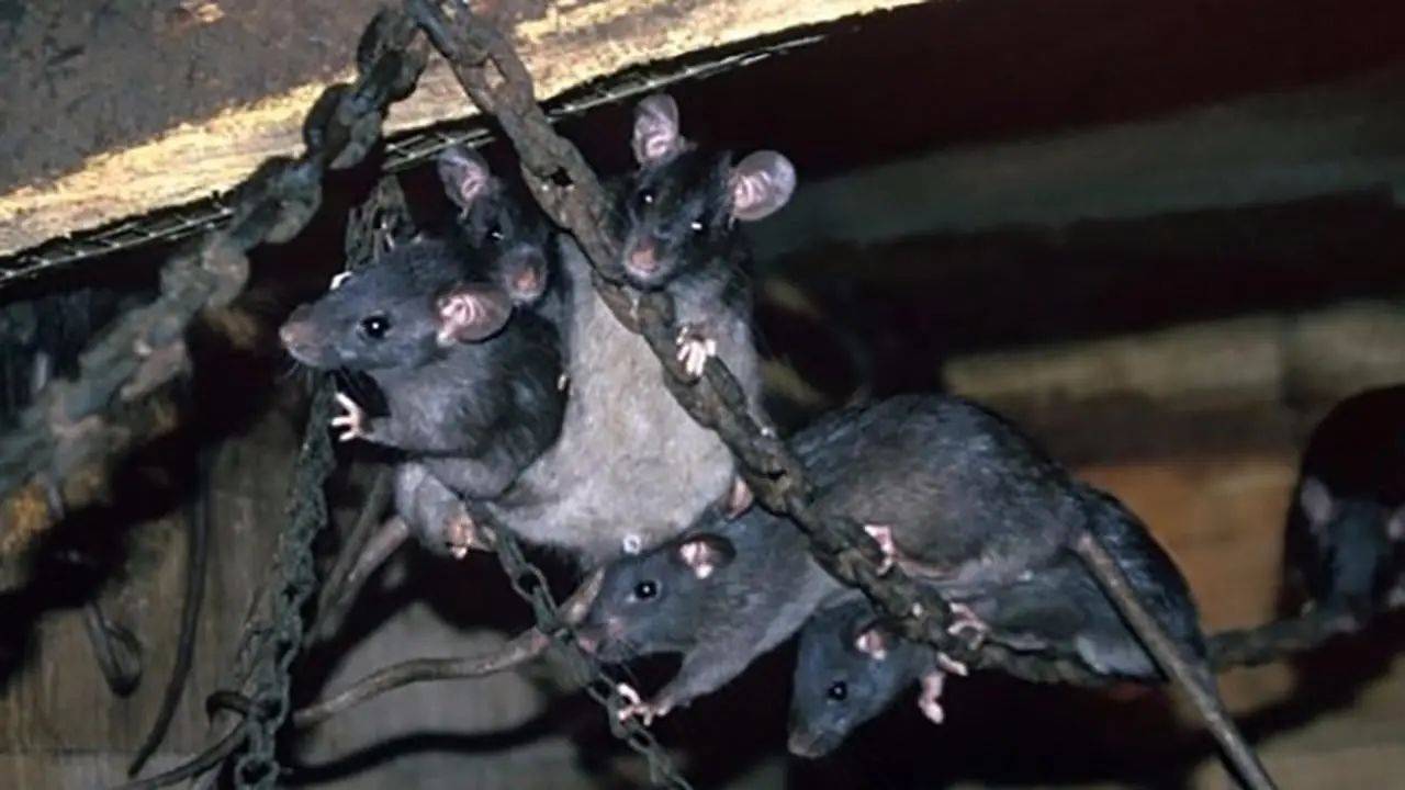 航母上老鼠泛滥? 看看中国如何用"笨办法"轻松解决!