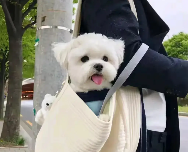 杭州大爷摔死的这只狗，可不简单，马尔济斯犬，体重仅仅只有4-6斤。有这2点疑问不