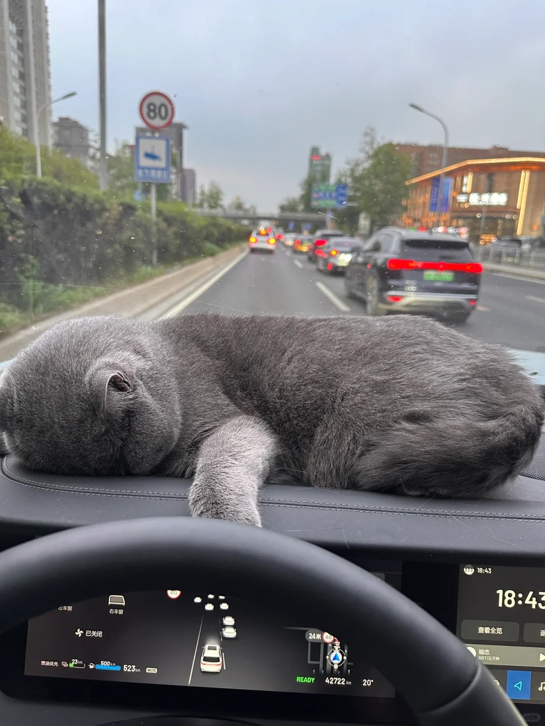 看看我家的蓝猫的上车姿势