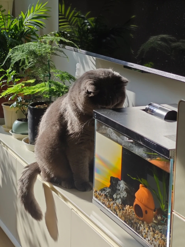 当你同时养了小猫和鱼