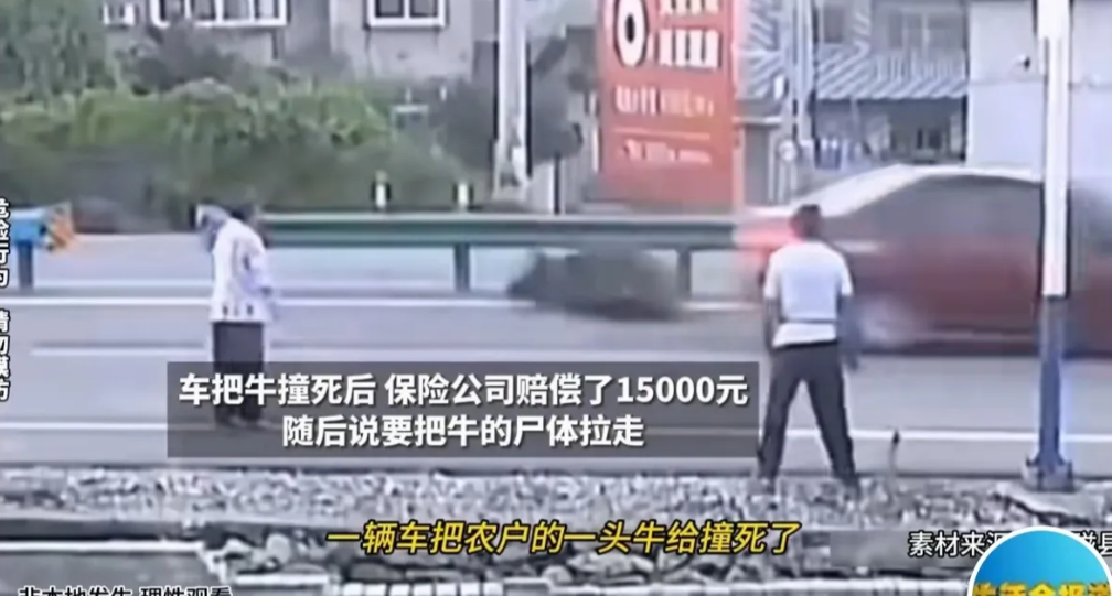 河北磁县，老汉牵着一头牛过马路，被疾驰而来的一辆车撞死了，肇事车的保险公司，赔了