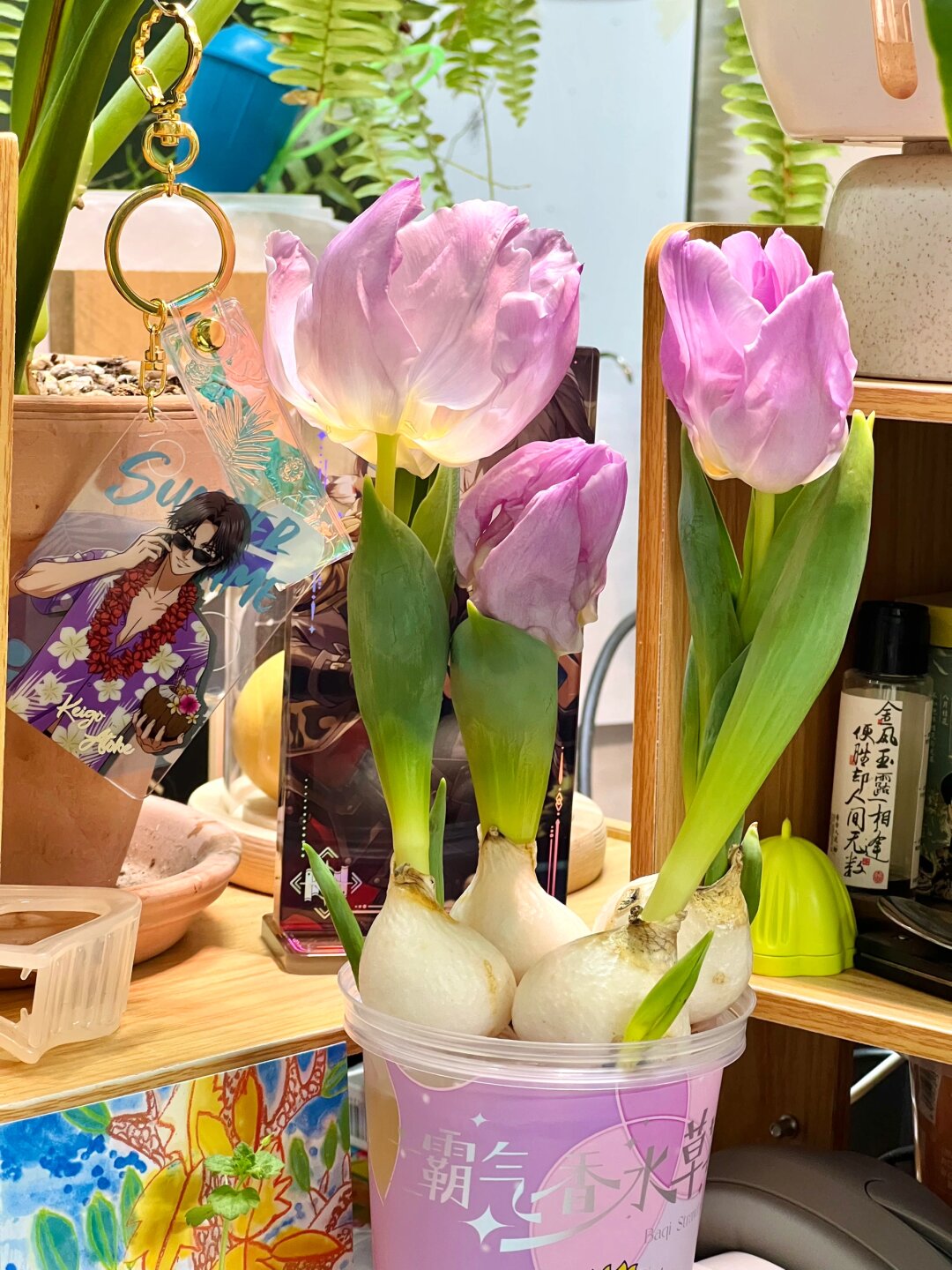 水培郁金香成长日记🌷从种球到绚烂花开

亲爱的小伙伴们👭👬，你们期待已久的