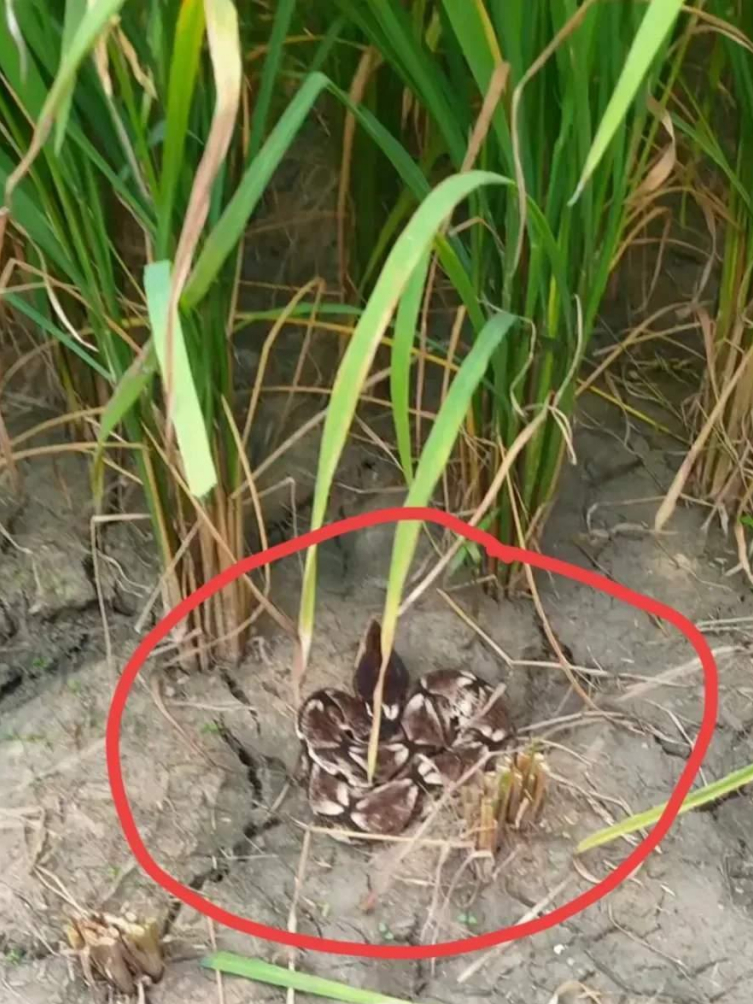    在割稻谷的时候，遇到这种情况该怎么办呢？  