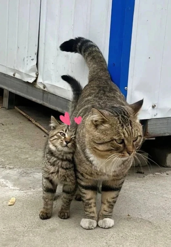 一张图证明狸花猫被你养的很好