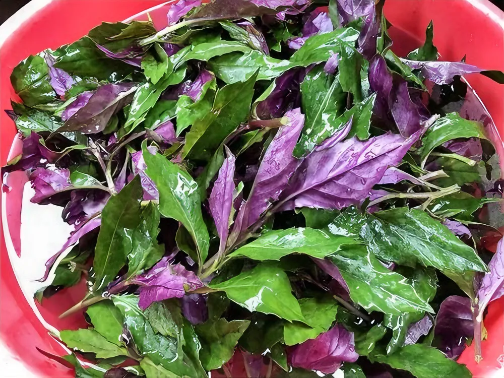 盘点世界上最危险的十种蔬菜，赶紧来看看你们经常吃的是哪几种蔬菜？
1、腐烂的生姜