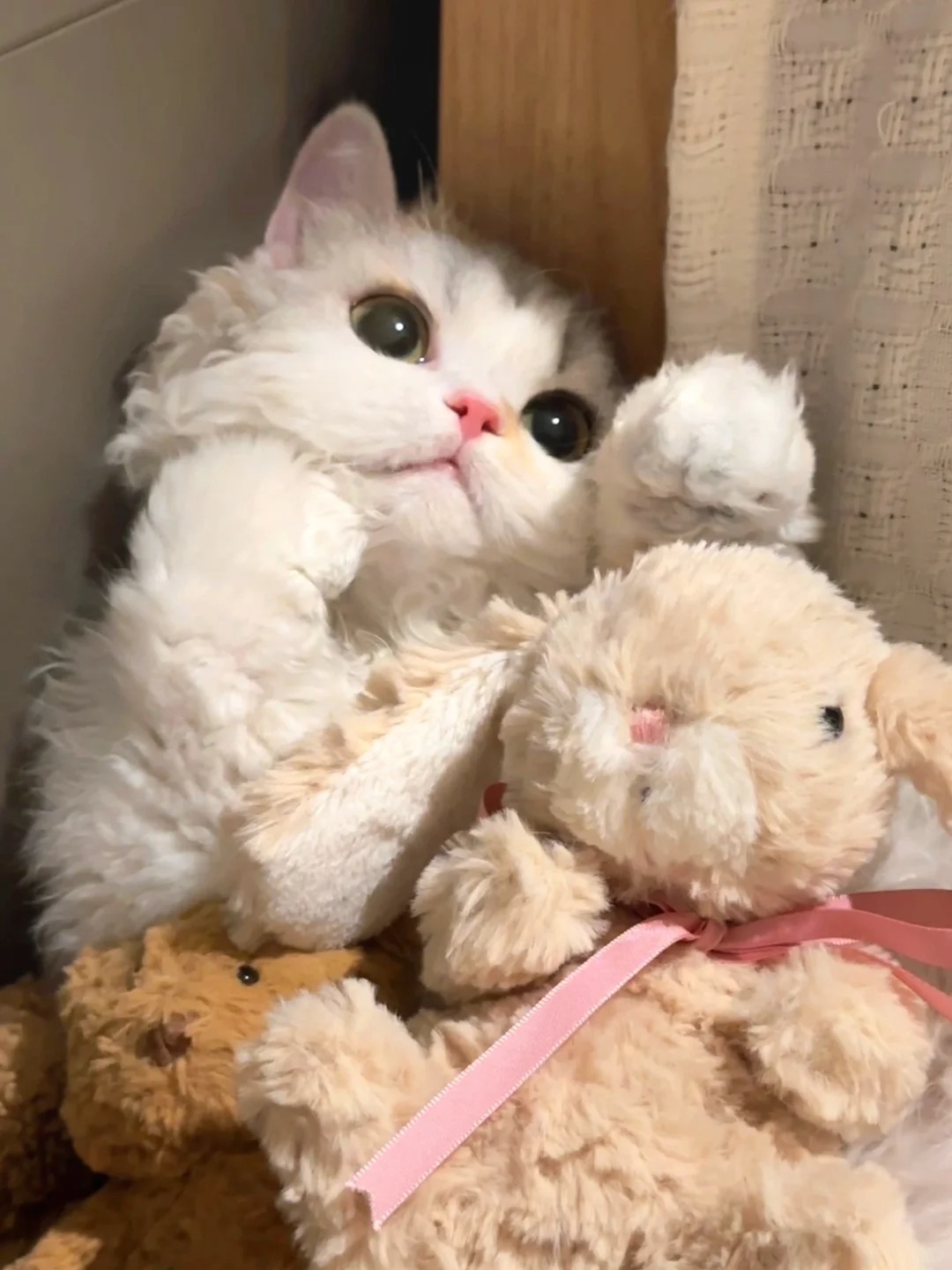 小猫在等妈妈摸摸捏
摸摸小猫头 万事不用愁