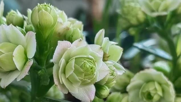 奶奶捡了一盆长寿花养阳台上，2个月后开成大花球，网友：报恩花