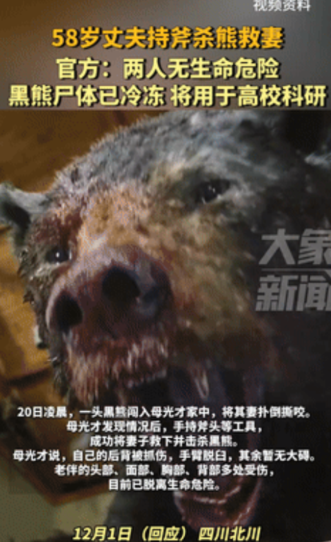 11月20号凌晨，四川一大妈被“熊瞎子”扑倒，大爷拿起锤子去救，结果也被扑倒咬伤