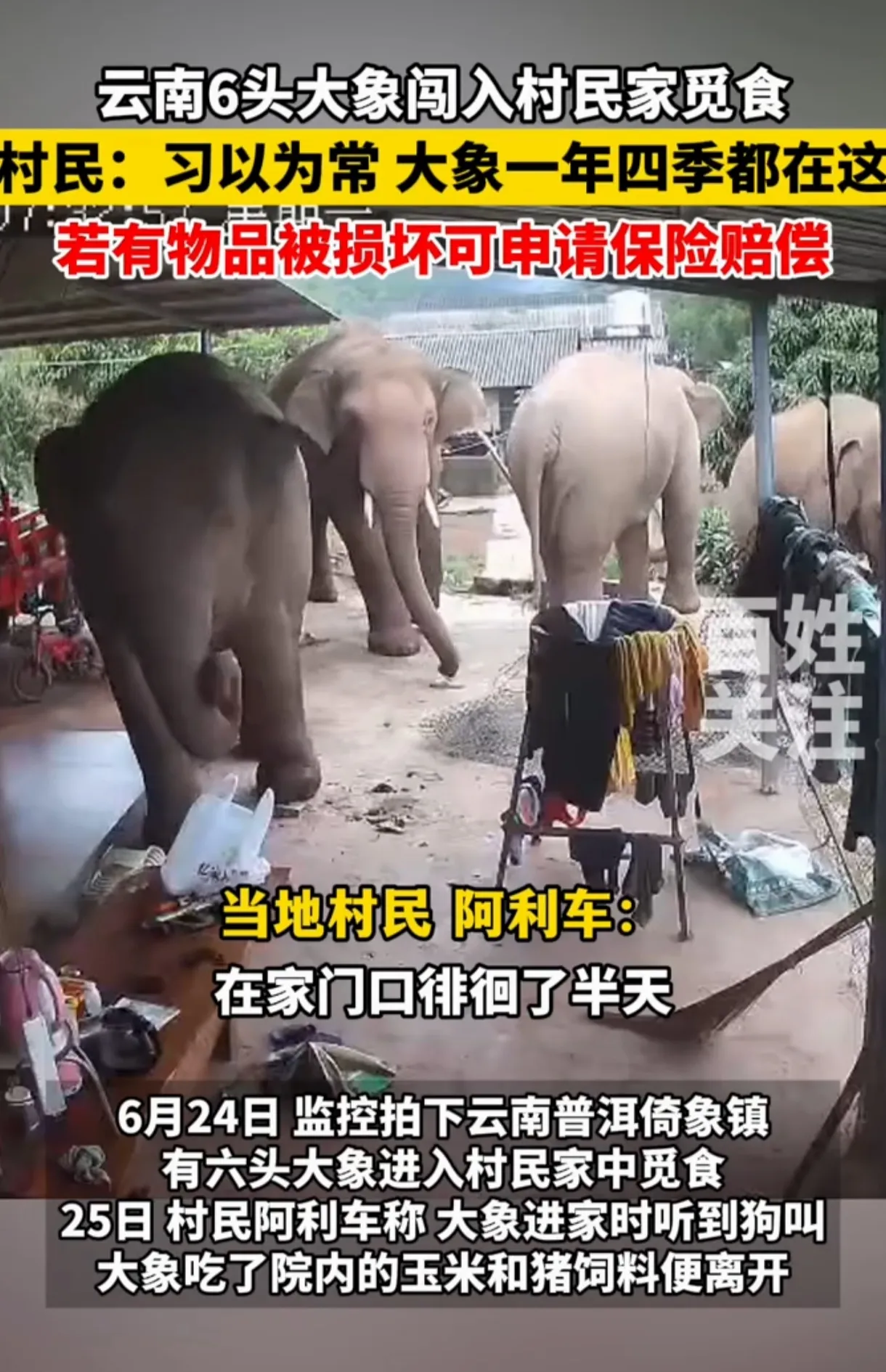 云南普洱奇遇：六头巨象闯入村民家“改善伙食”！

云南普洱，六头野生亚洲象竟“光