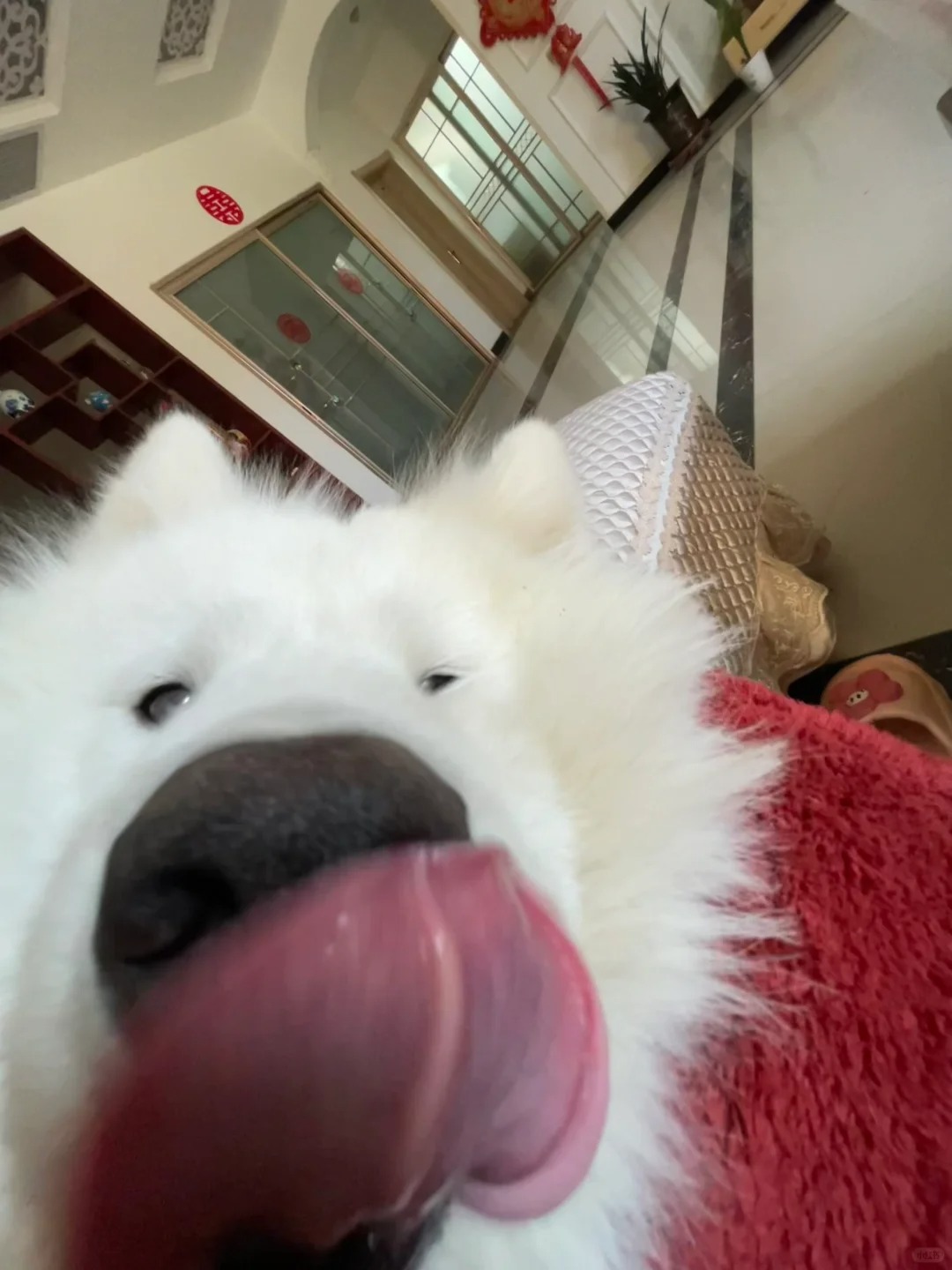 萨摩耶也太可爱了吧！