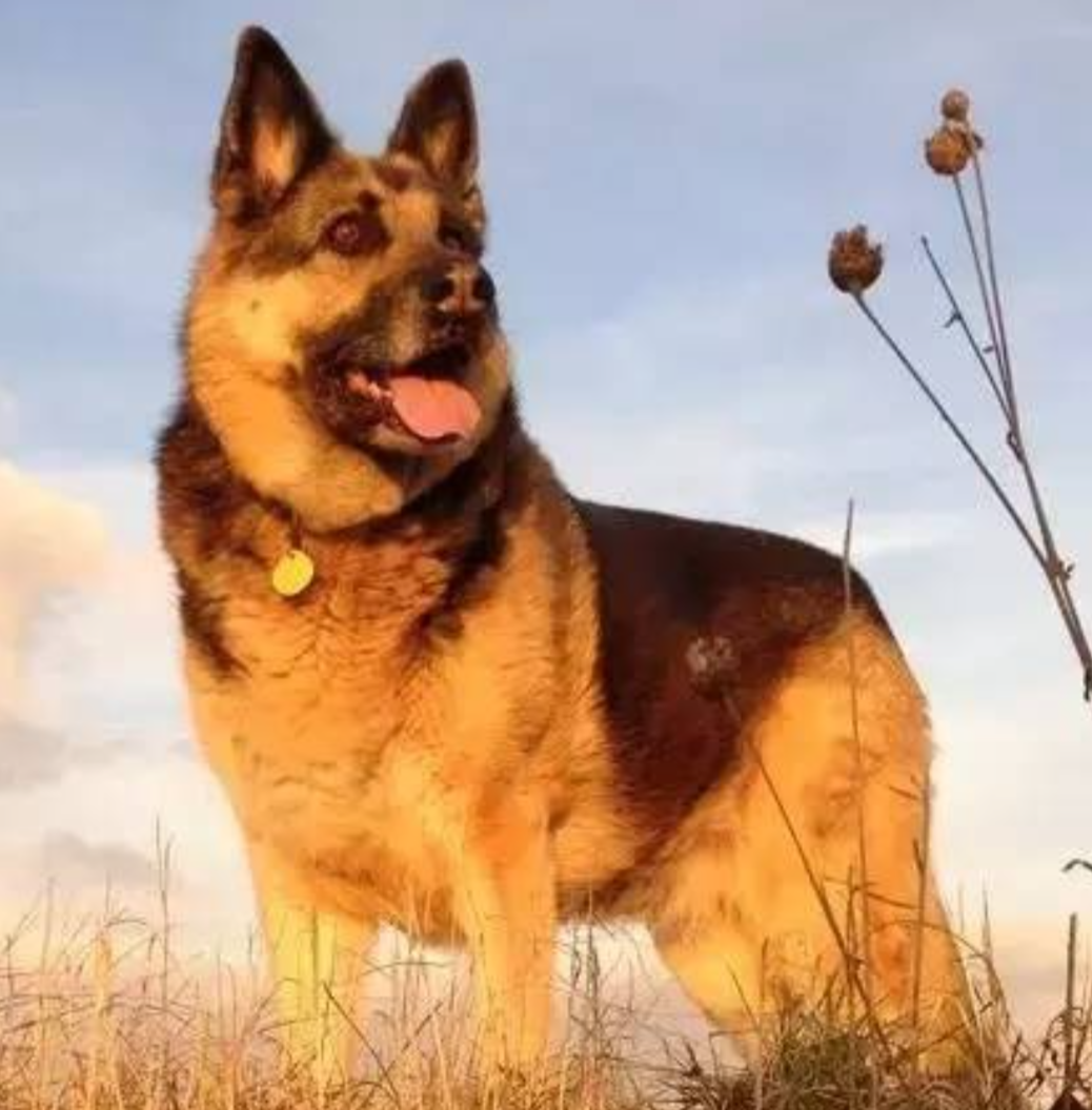 广东广州，小伙是个惯偷，在一家高档小区的别墅楼踩点后，买了几个肉骨头涂上毒药，扔