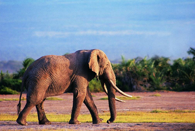 大象能否获 “人身保护令”？美动物保护团体申请遭拒，法院称 “大象非人”