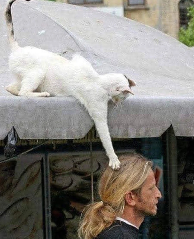 战斗民族的宠物，这个真的是笑死我了！

这个猫，这个人，不知道该说我笑点低，还是