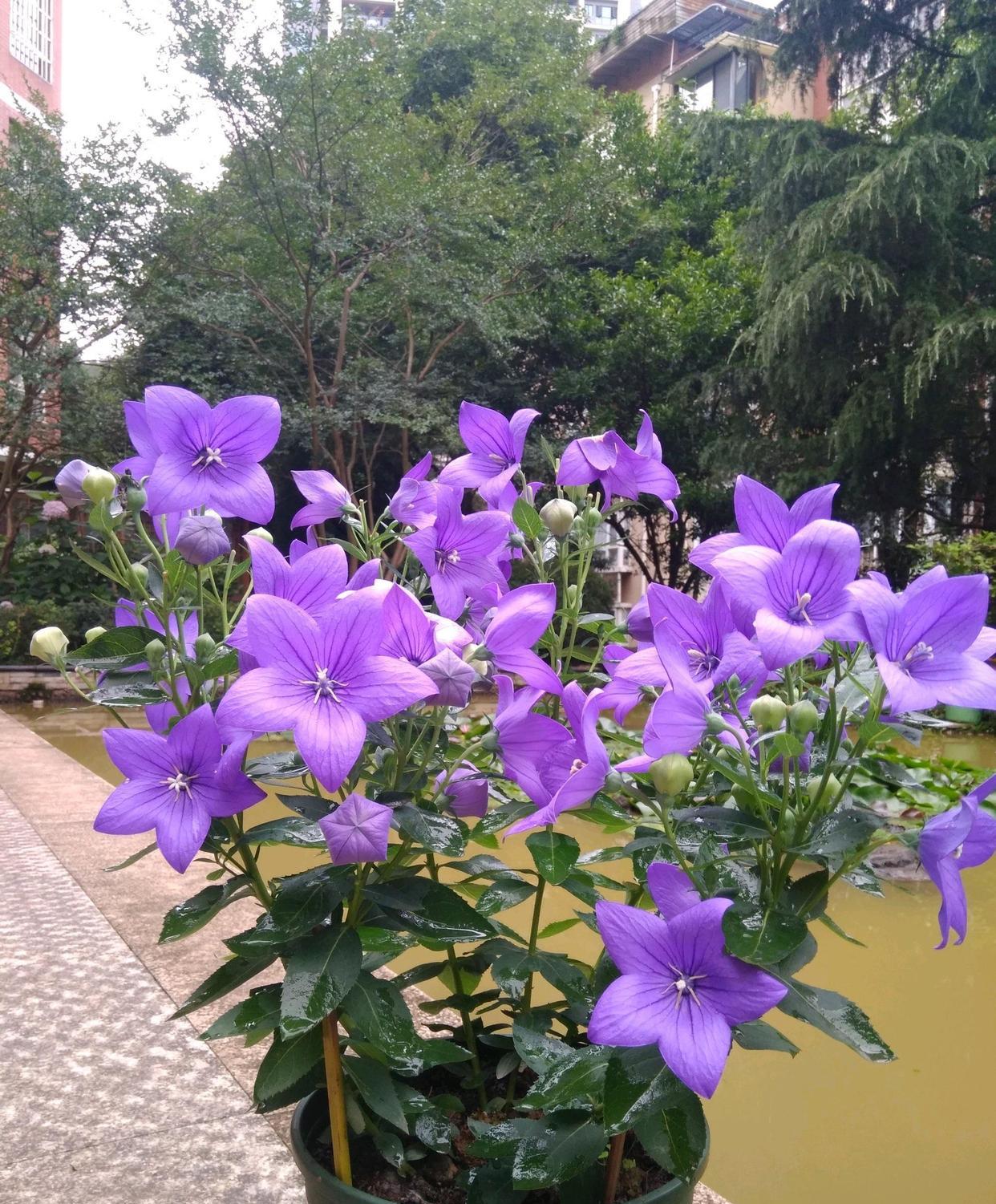 

耐寒植物—中华桔梗，根系发达，北方露养也能过冬，是许多北方家庭庭院、门前院后