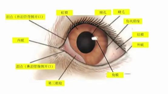 宠物眼部解刨图文解说