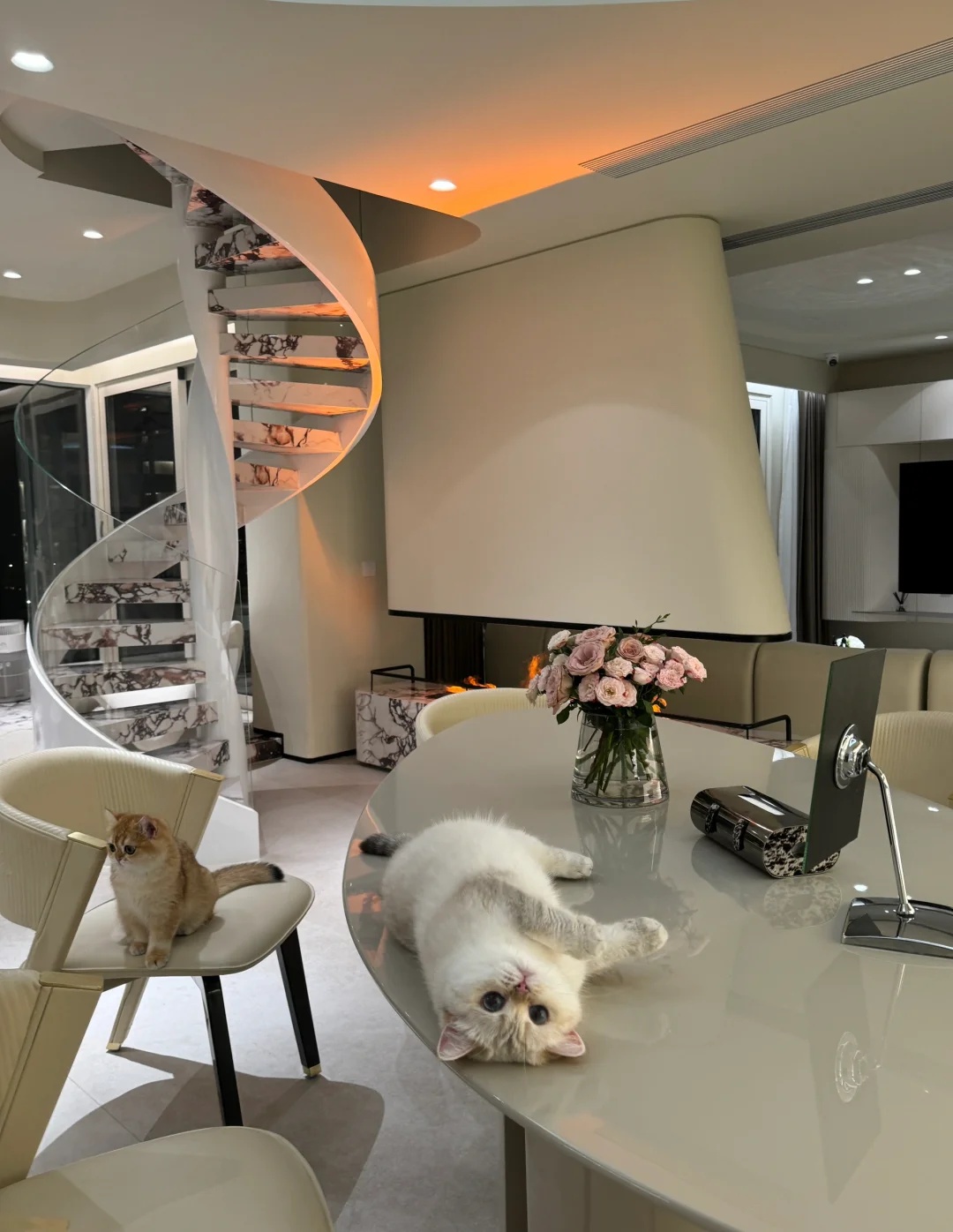 现在小猫也流行“炫腹”了吗 ？