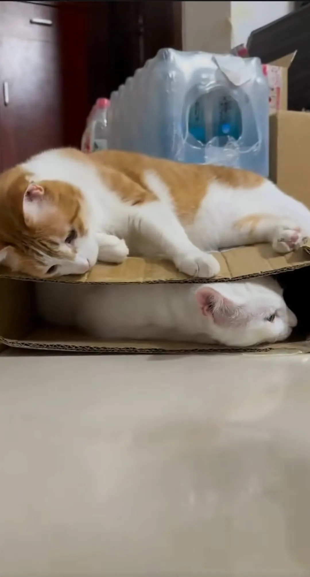 大橘猫跑不过白猫，因为它太胖了