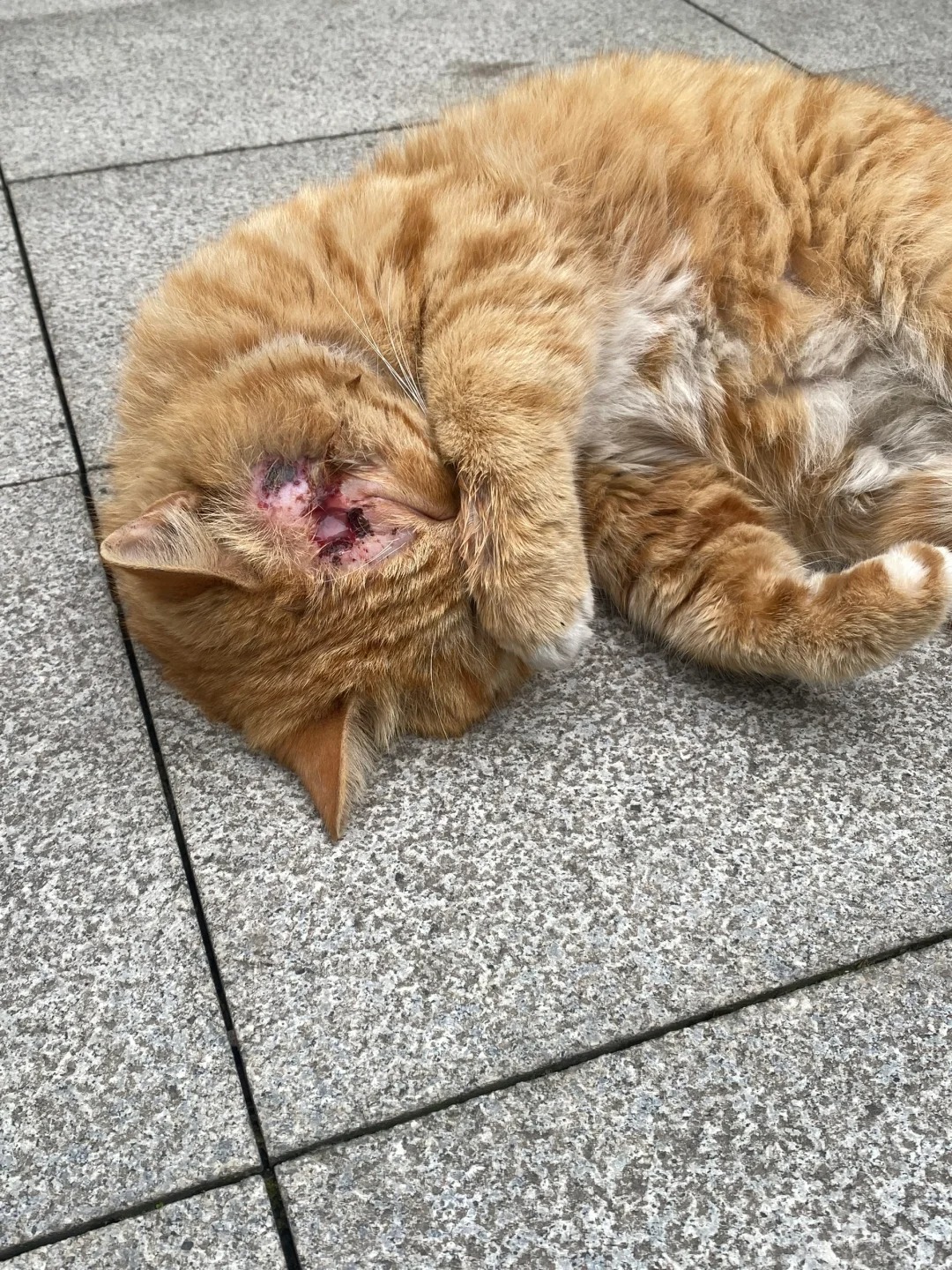求助 帮帮受伤大橘
#救助流浪猫 #猫咪救助 #这是绵阳城市学院小吃街的大橘 谁