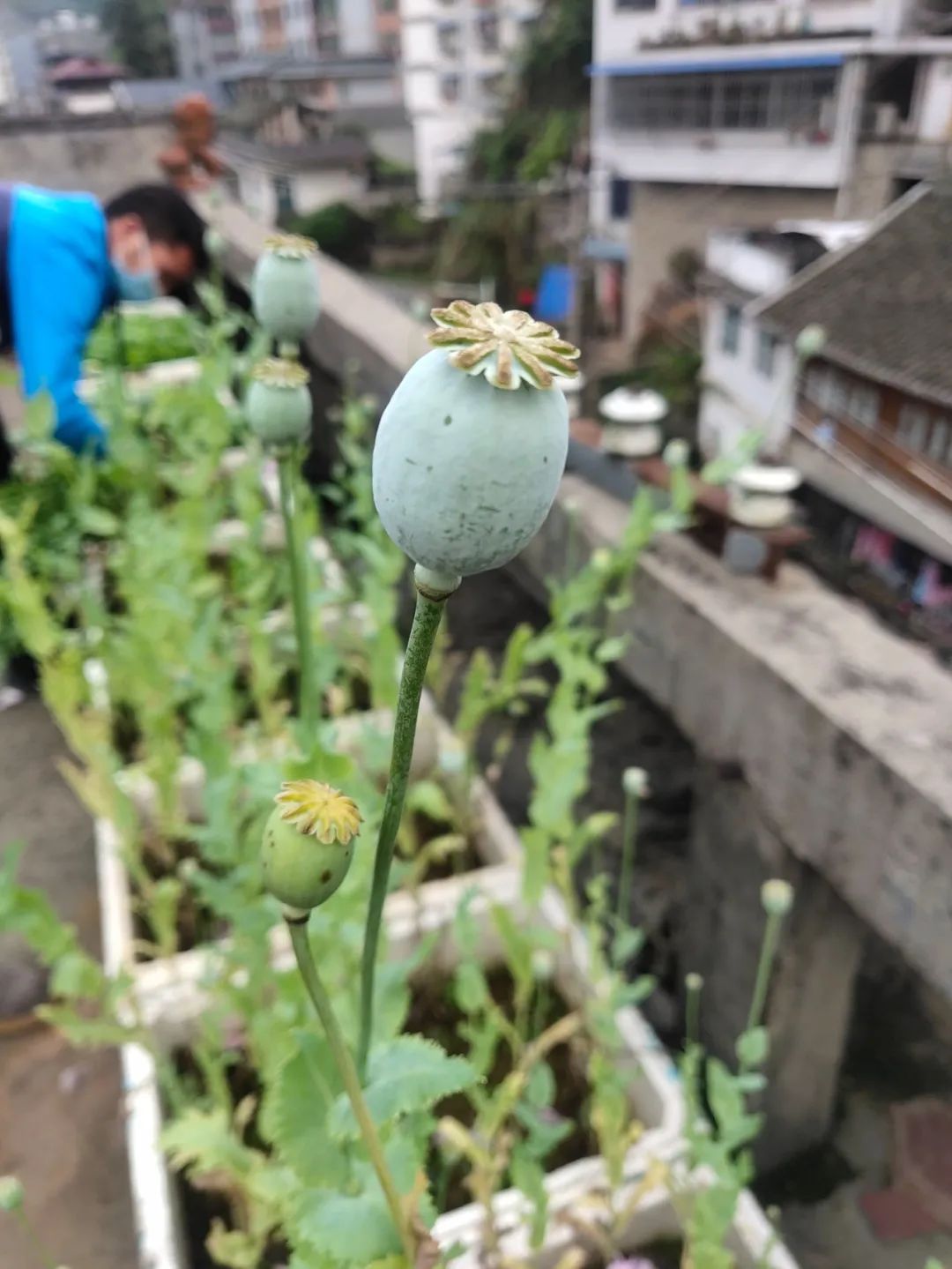 “中国好邻居！”浙江杭州，女子去楼顶晒被子时，发现楼顶有几株非常漂亮的花。女子拿