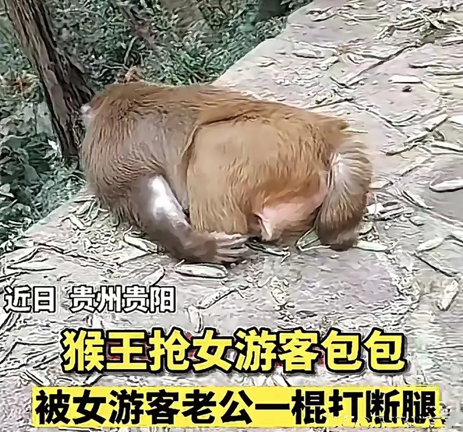 说是近日在贵阳，有一只猴子抢劫女游客的包包，被女游客的男友打断了腿，这个官司应当
