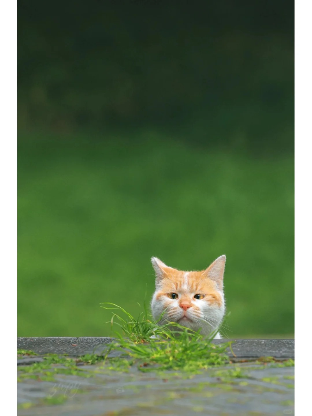 我又一次被小猫成功逗笑了…………
这两天遇到的猫都是懂幽默的