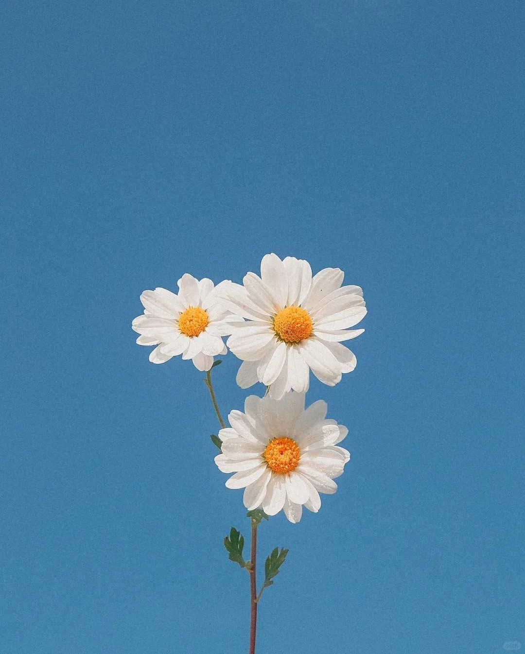探索｜摄影师的世界『49rpm』
🌻 49rpm

“蓝天映向日葵”

来自韩