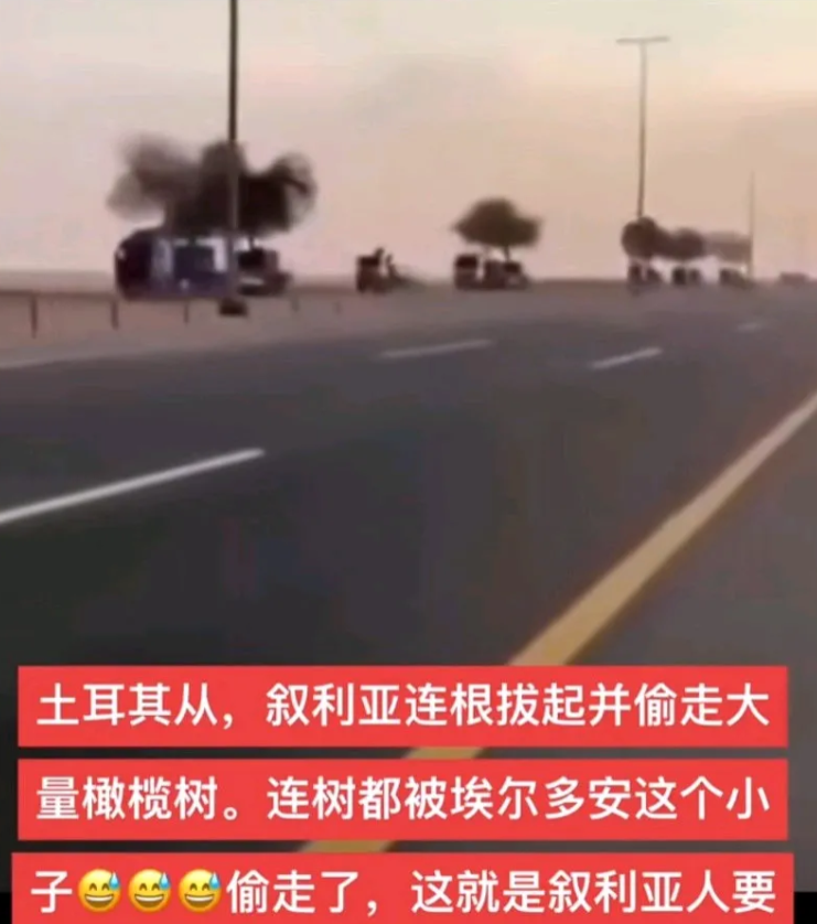 连树都被埃尔多安这个小子偷走了，土耳其从叙利亚连根拔起并偷走大量橄榄树！