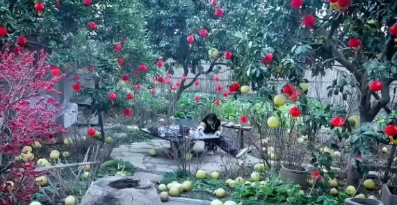 李子柒的回归，带来了许多争议和讨论。她发布的视频中，柚子满地的场景引发了网友的质