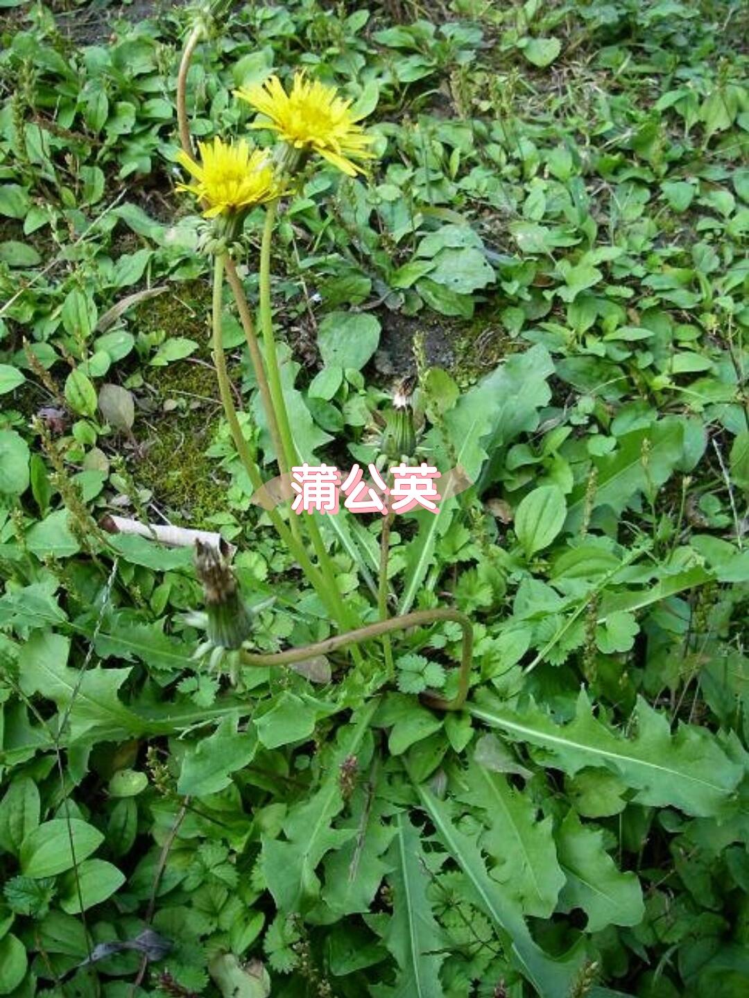 常食9️⃣大野菜营养功效🌿


🌱蒲公英：不仅是儿时的“小伞兵”，还是清热解