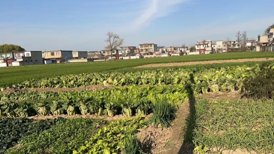 河南老家：小时候冬天的救命菜