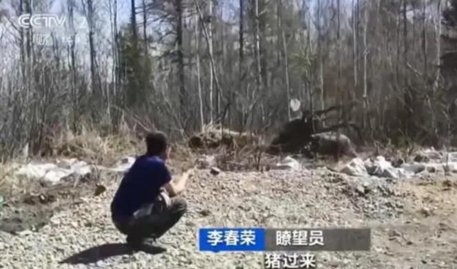 2020年5月，黑龙江一男子在林中救下了一只脐带刚刚脱落的野猪，并照顾它吃喝，半
