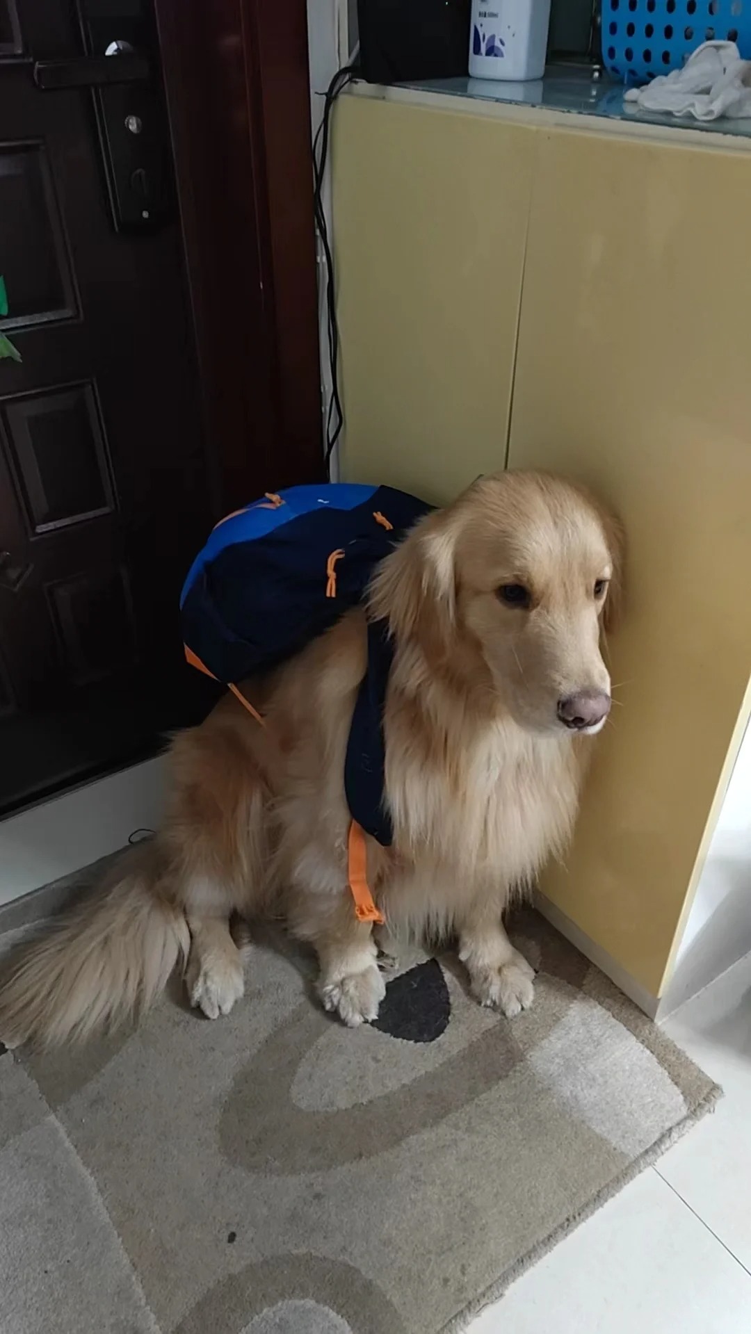 土豆以为自己要被送走了
土豆要来上海待一段时间，看着自己的狗盆狗床狗玩具都被收起