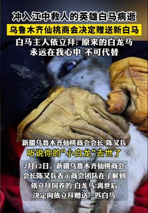 白龙马的去世令无数网友心痛不已。就在几天前，它在冰冷的江水中救人英勇无畏，如今却