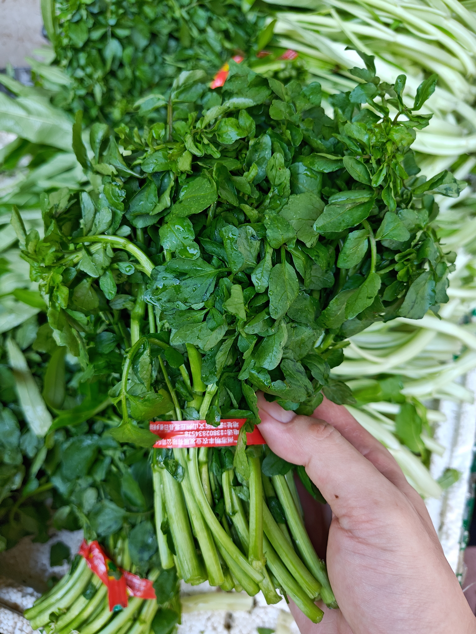 反季节西洋菜，产地是云南文山（包装带有标注），看起来不错，价格没问。记得文山靠近